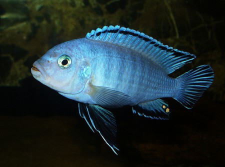 Pseudotropheus Socolfi